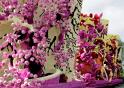 Bloemencorso 2015-09-10 030